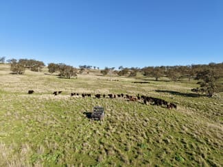 Rural / Farming commercial property for sale at "Rangeview" 2541 Vinegaroy Road Cassilis NSW 2329 Rural / Farming commercial property for sale at "Rangeview" 2541 Vinegaroy Road Cassilis NSW 2329