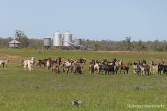 Rural / Farming commercial property for sale at 2488 Wilga Downs Road Cobar NSW 2835 Rural / Farming commercial property for sale at 2488 Wilga Downs Road Cobar NSW 2835
