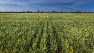 Rural / Farming commercial property for sale at 440 Gundong Road Tomingley NSW 2869 Rural / Farming commercial property for sale at 440 Gundong Road Tomingley NSW 2869
