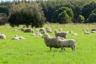 Rural / Farming commercial property for sale at 183 Peters Road Tyrendarra VIC 3285 Rural / Farming commercial property for sale at 183 Peters Road Tyrendarra VIC 3285
