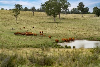 Rural / Farming commercial property for sale at 733 Niangala Road Woolbrook NSW 2354