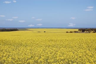 Rural / Farming commercial property for sale at 1715 Coxalll Road Munglinup WA 6450 Rural / Farming commercial property for sale at 1715 Coxalll Road Munglinup WA 6450