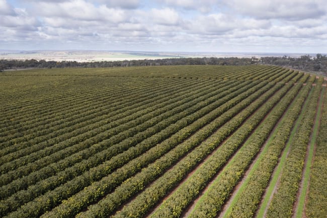 Farm 1245 & Farm 442 203 Payten Road Corbie Hill NSW 2705 Farm 1245 & Farm 442 203 Payten Road Corbie Hill NSW 2705