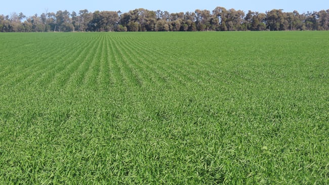 18833 Gore Highway Goondiwindi QLD 4390