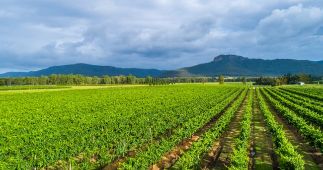 Nightingale Wines 1239 Milbrodale Road Broke NSW 2330