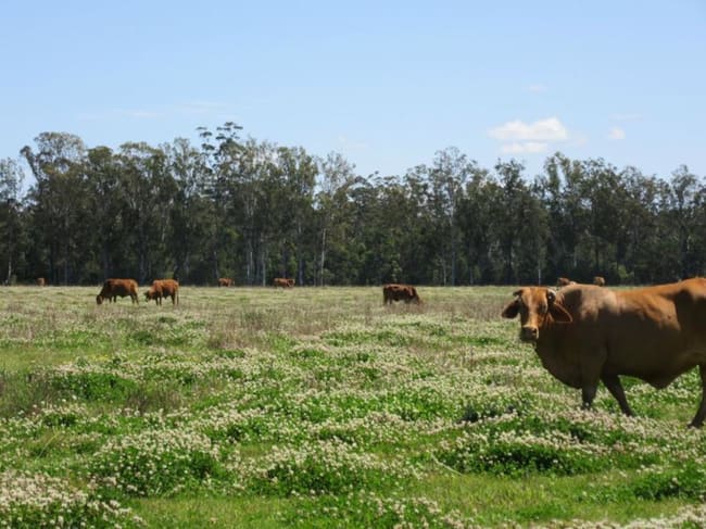 3560 Bungawalbin-Whiporie Road Whiporie NSW 2469 3560 Bungawalbin-Whiporie Road Whiporie NSW 2469