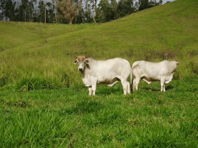 2267 Palmerston Highway East Palmerston QLD 4860