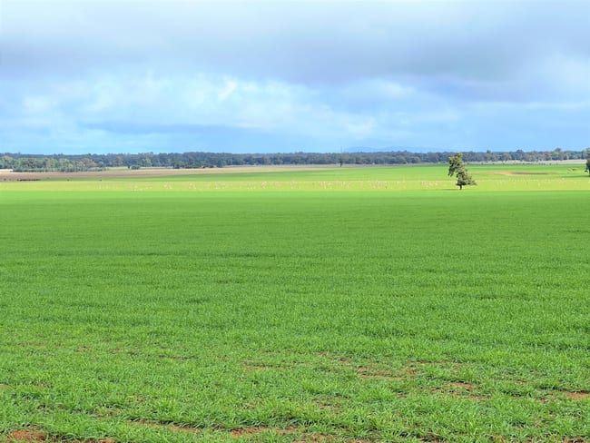 2648 Old Narrandera Road Currawarna NSW 2650