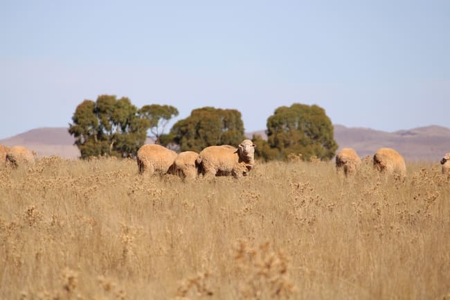 1860 Cleary Road Terowie SA 5421 1860 Cleary Road Terowie SA 5421