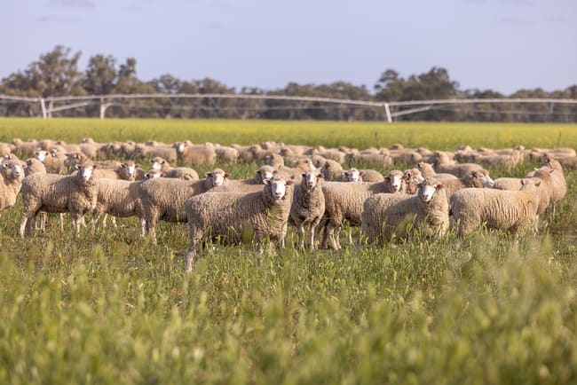 715 Danby's Road Frances SA 5262 715 Danby's Road Frances SA 5262