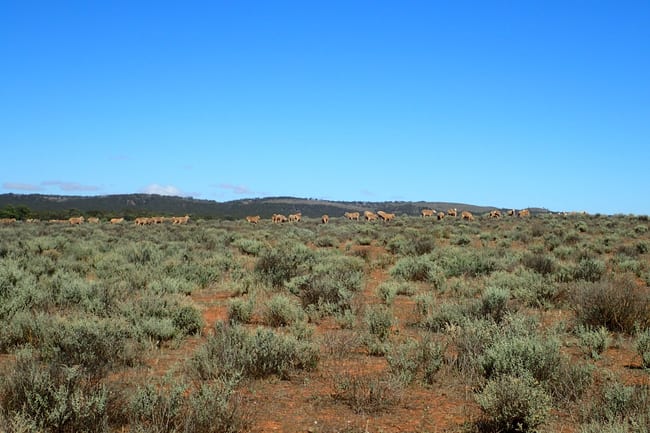 'Markeys' Bri Glen Springs Road Wonna SA 5419 'Markeys' Bri Glen Springs Road Wonna SA 5419