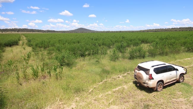 Lot 55 & 79 Burnett Highway Eidsvold QLD 4627