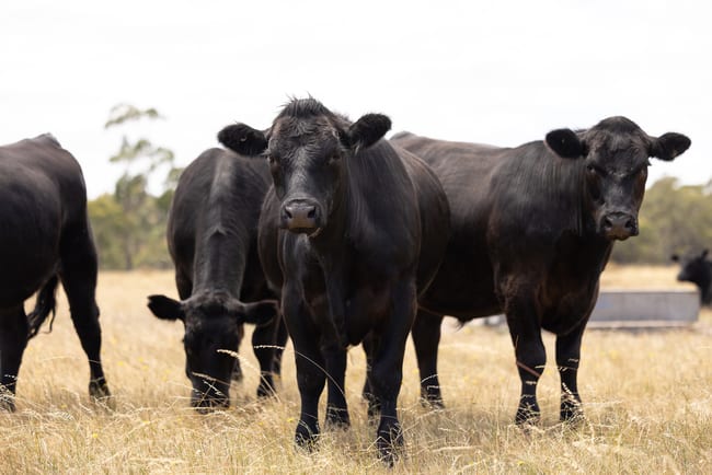 5035 Kaniva-Edenhope Road Ozenkadnook VIC 3413 5035 Kaniva-Edenhope Road Ozenkadnook VIC 3413