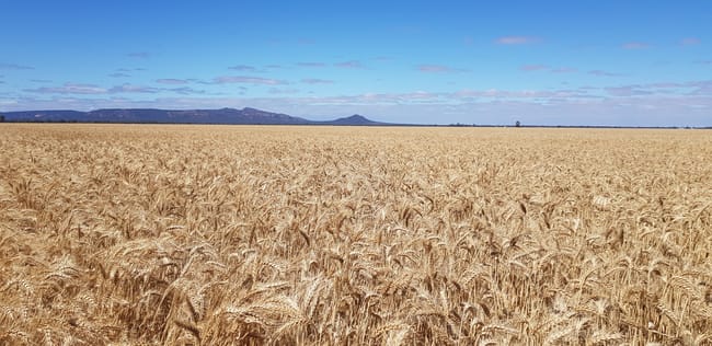 Horsham-Wal Wal Rd St Helens Plains VIC 3401