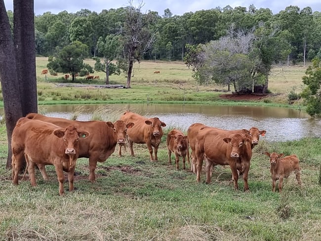 725 Mount Mceuen Road Wondai QLD 4606 725 Mount Mceuen Road Wondai QLD 4606
