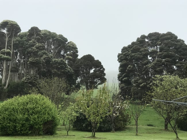 90 Bischoffs Road Pegarah TAS 7256
