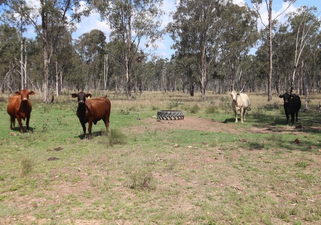 Lot D Mundubbera Durong Road Brovinia QLD 4626
