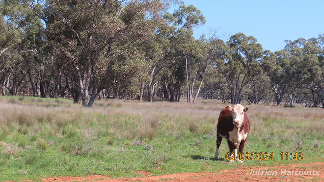 * Needlewood Nymagee NSW 2831 * Needlewood Nymagee NSW 2831