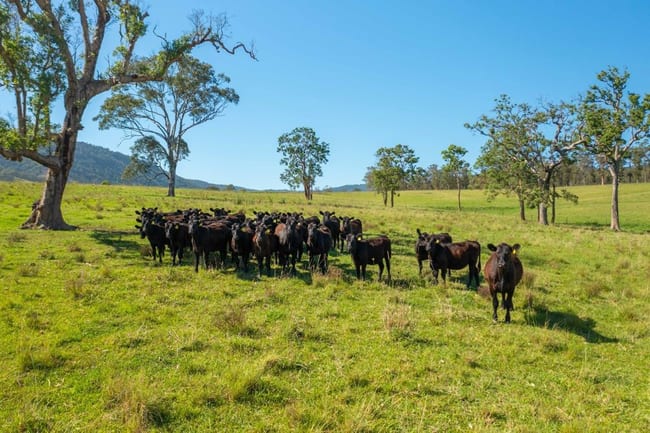 785 Toms Creek Road Ellenborough NSW 2446 785 Toms Creek Road Ellenborough NSW 2446