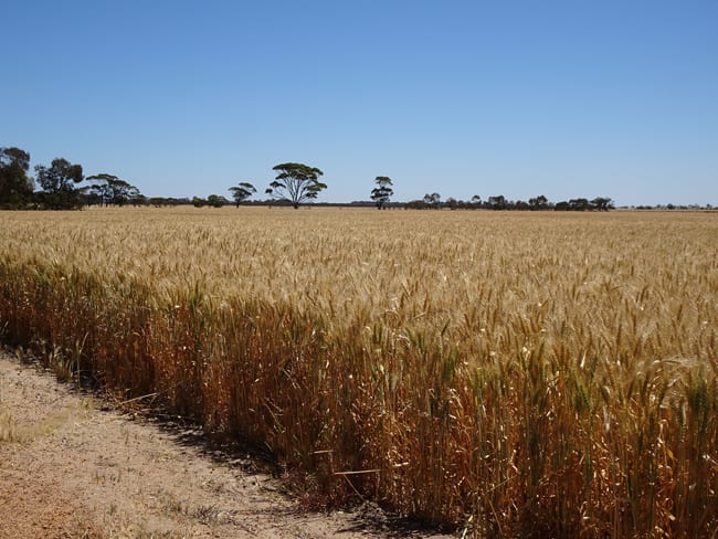 Williams Kondinin Road Kondinin WA 6367 Williams Kondinin Road Kondinin WA 6367