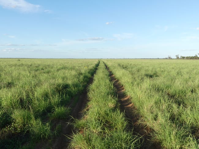 'North Harriman' Balonne Highway Cunnamulla QLD 4490 'North Harriman' Balonne Highway Cunnamulla QLD 4490