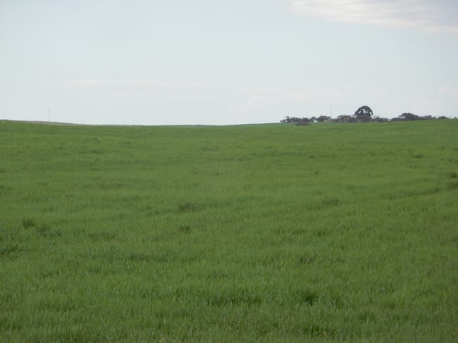 1481 Parrakie North Road Lameroo SA 5302 1481 Parrakie North Road Lameroo SA 5302
