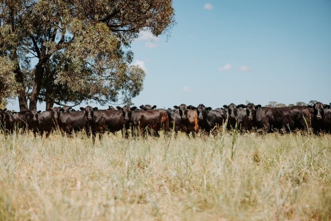 "Glenalan" Moonie Highway Moonie QLD 4406 "Glenalan" Moonie Highway Moonie QLD 4406