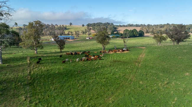 1853 Nowendoc Road Niangala NSW 2354