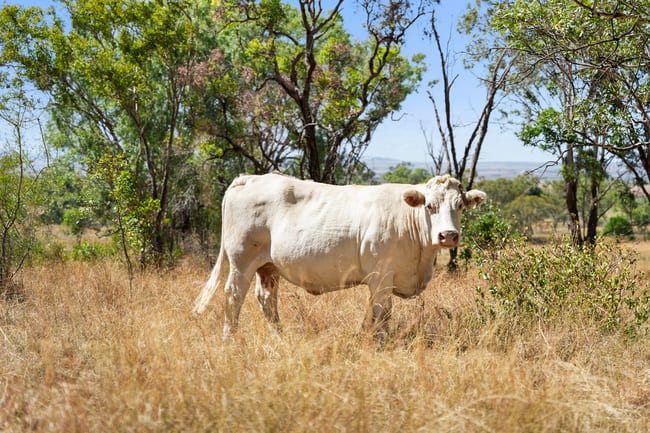 2680/722 Mount Kent Boundary Road Nobby QLD 4360 2680/722 Mount Kent Boundary Road Nobby QLD 4360