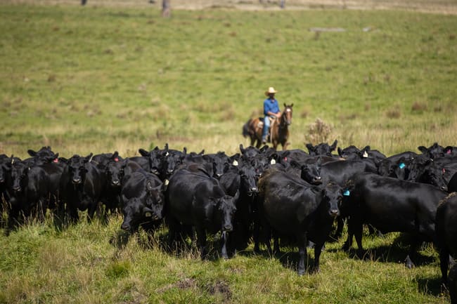 1006 Green Hills Road Guyra NSW 2365