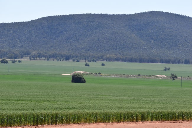 2190 Yarrabandai Road Trundle NSW 2875 2190 Yarrabandai Road Trundle NSW 2875