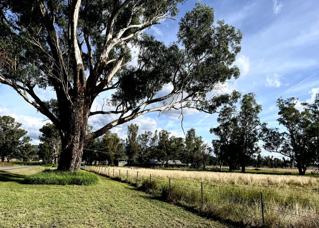 Quirindi NSW 2343