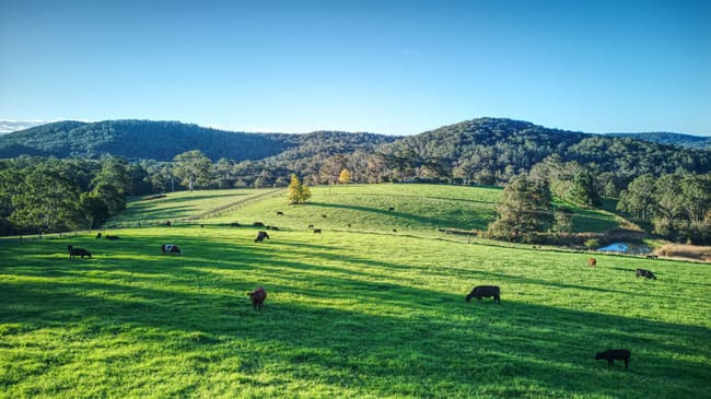 Dorrigo NSW 2453 Dorrigo NSW 2453
