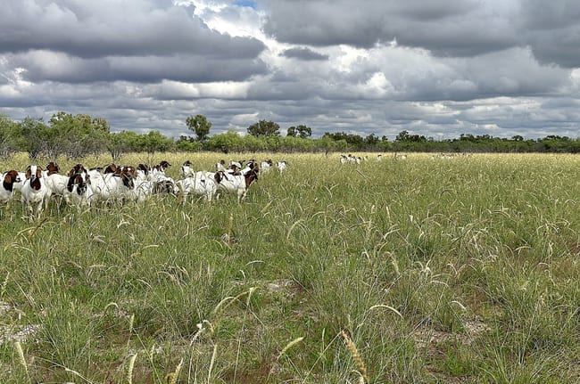Barcaldine QLD 4725 Barcaldine QLD 4725
