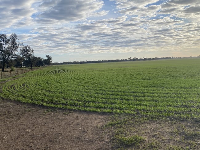 Stawell-Warracknabeal Road Minyip VIC 3392 Stawell-Warracknabeal Road Minyip VIC 3392