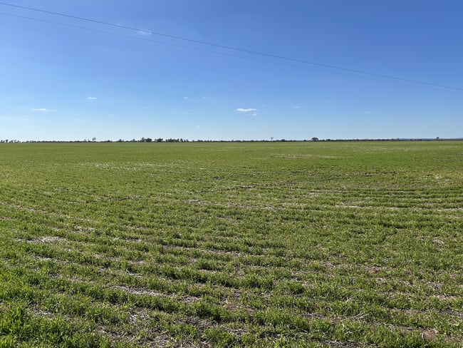 Single Tree Road Donald VIC 3480