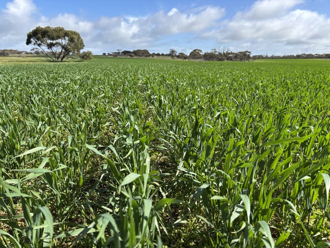 Lot 4 Poochera-Port Kenny Road Chandada SA 5680