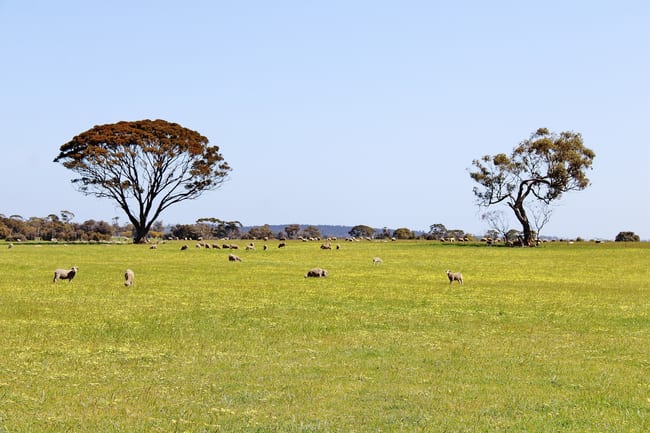 256 WAGIN-DUMBLEYUNG ROAD Wagin WA 6315 256 WAGIN-DUMBLEYUNG ROAD Wagin WA 6315
