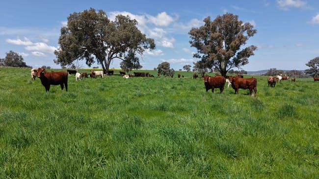 Hexham, 592 Warrendale Road Greenethorpe NSW 2809 Hexham, 592 Warrendale Road Greenethorpe NSW 2809