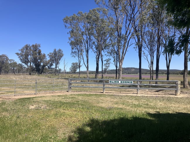 'Blink Bonnie' 1128 Leyburn-Cunningham Road Old Talgai QLD 4362 'Blink Bonnie' 1128 Leyburn-Cunningham Road Old Talgai QLD 4362