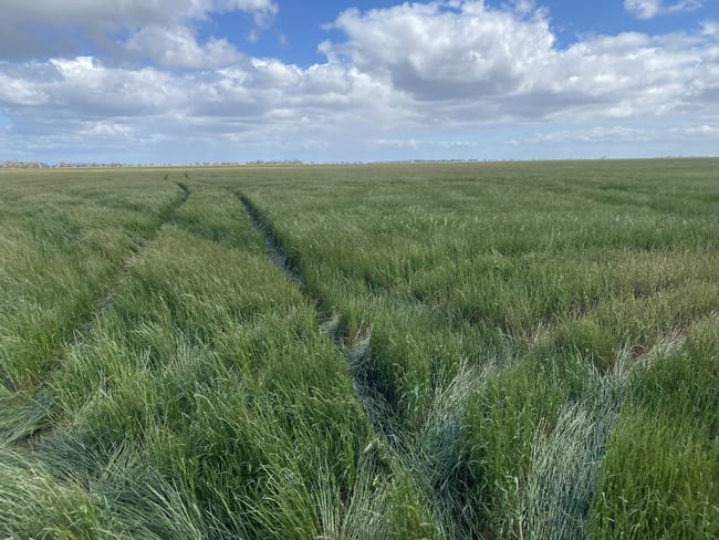 Three Chain Road Birchip VIC 3483