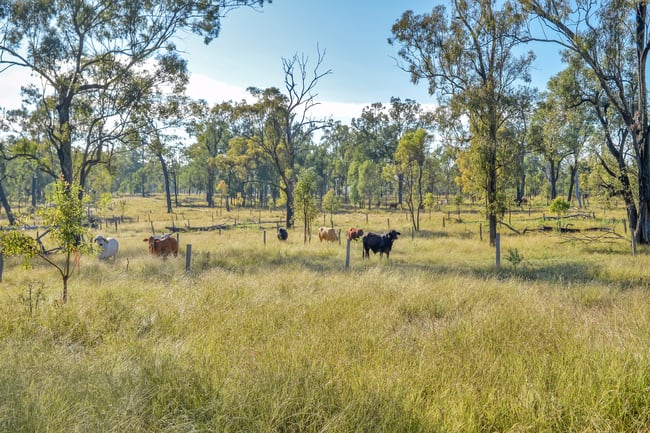 515 Coleyville Road Coleyville QLD 4307 515 Coleyville Road Coleyville QLD 4307
