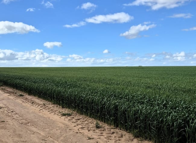 Emu Hill Road East Narembeen WA 6369