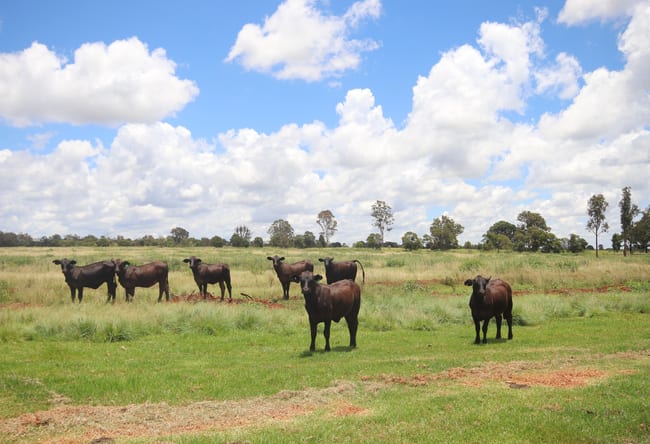 1285 Kingaroy Burrandowan Road, Wattle Grove Kingaroy QLD 4610