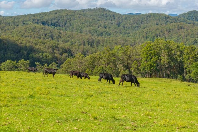 669 Costigans Road Yarras NSW 2446 669 Costigans Road Yarras NSW 2446