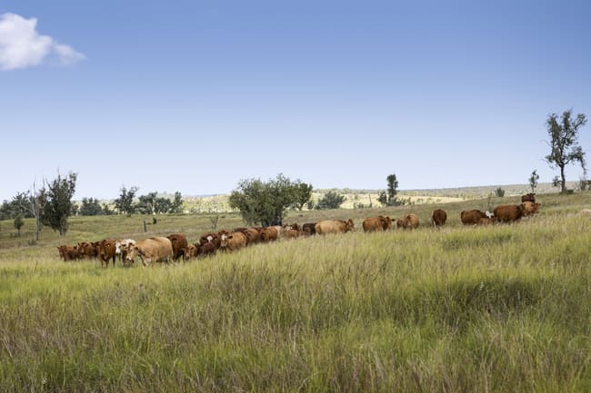 "Passchendaele" Bassingthwaightes Road Chahpingah QLD 4610