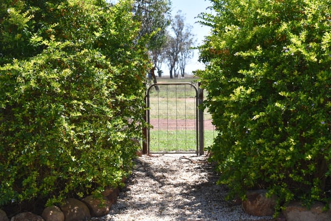 "Savannah" 438 Megine Road Roma QLD 4455 "Savannah" 438 Megine Road Roma QLD 4455