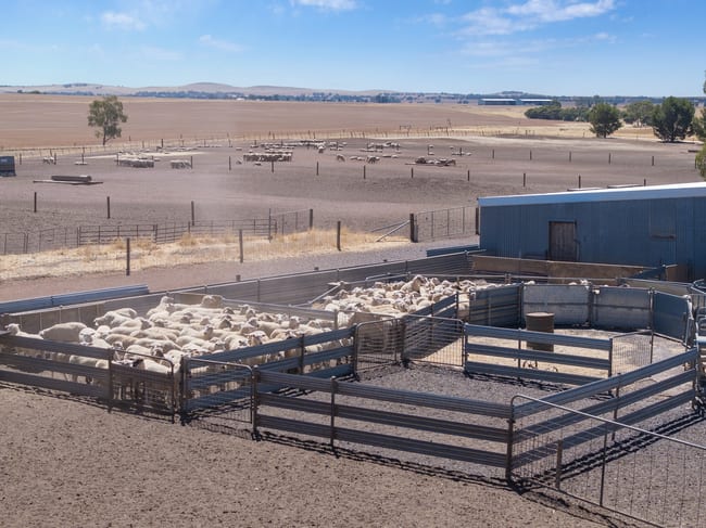 'Merilden Feedlot' Bowmans Road Manoora SA 5414