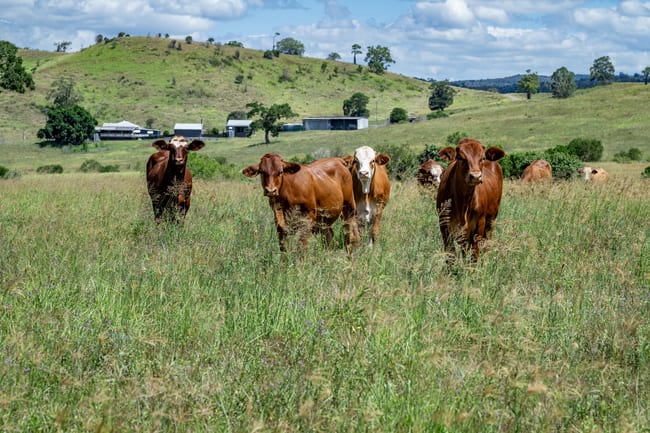 'Double Knob' Nangur Road Tansey QLD 4601 'Double Knob' Nangur Road Tansey QLD 4601
