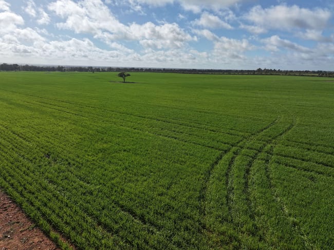 Shannonvale & Elmore Strontian Road Boree Creek NSW 2652 Shannonvale & Elmore Strontian Road Boree Creek NSW 2652